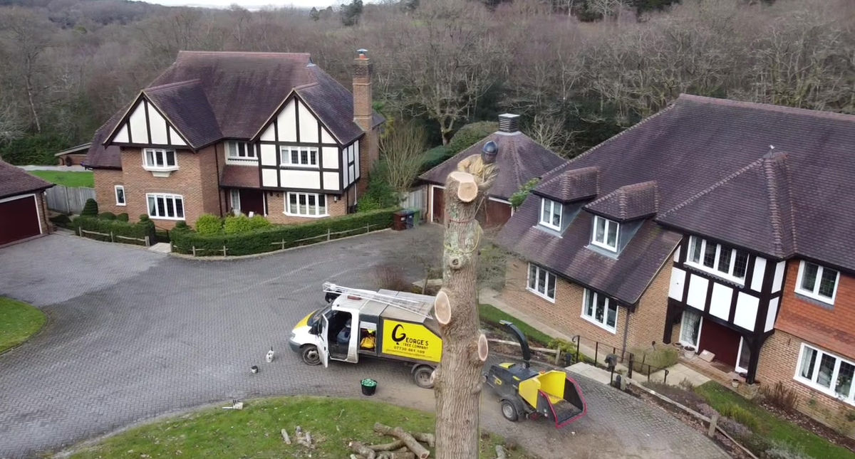 Oak tree removal in Crowborough, East Sussex